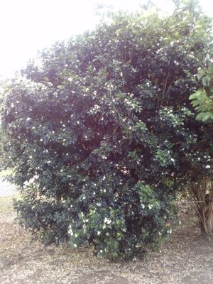 CAM02498.jpg