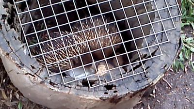 Echidna.jpg