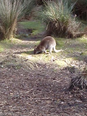 Roo.jpg